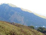 04 Descending To Deurali From Ghorepani On Trek To Chomrong 